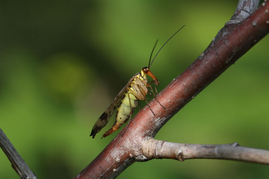 Panorpa sp.